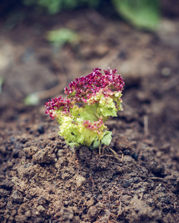 A selective closeup of lettuce growing in the soilの写真素材