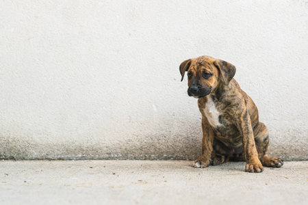 An adorable sad puppy sitting on the concrete ground on the background of a dirty wallの写真素材