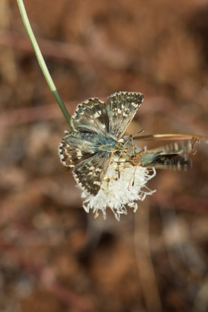 A closeup shot of a sage skipper butterfly on a dry plant