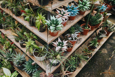 Many potted plants growing in a greenhouseの写真素材