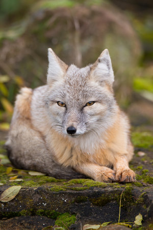 A vertical closeup of the corsac fox in the forest.の写真素材
