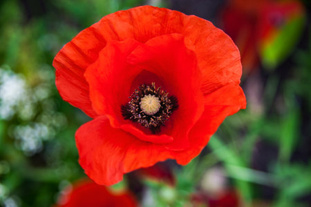 A macro shot of a red poppy in a fieldの写真素材