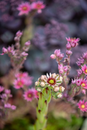 A vertical selective focus shot of pink Sempervivum tectorum flowers