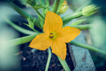 A selective closeup of a yellow flower of a cucumber