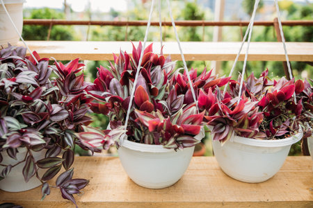 The potted tradescantia zebrina plants in a greenhouseの写真素材