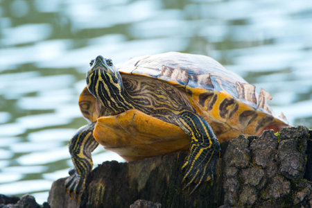 Yellow-bellied eared turtle sitting on a tree trunk in a pond, Trachemys scripta scripta living in the US, Virigina, Florida, but also in Europeの写真素材