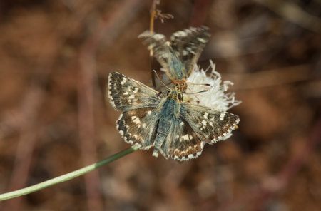 A closeup shot of a sage skipper butterfly on a dry plantの写真素材