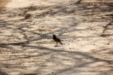 A beautiful shot of a bird in the Keoladeo National Park in Bharatpur in Rajasthan, Indiaの写真素材
