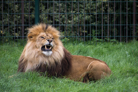 Lion in captivity lying on the grass