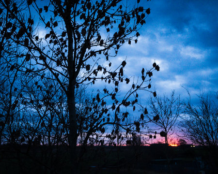 An eerie scenery of a tree at sunset on a cloudy dayの写真素材