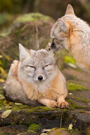 The two beautiful Corsac foxes in a forest