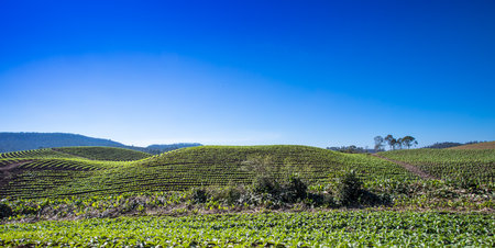 A high angle shot of a tobacco plantation in southern Brazilの写真素材