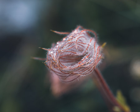 A macro shot of a prairie smoke wildflower outdoors