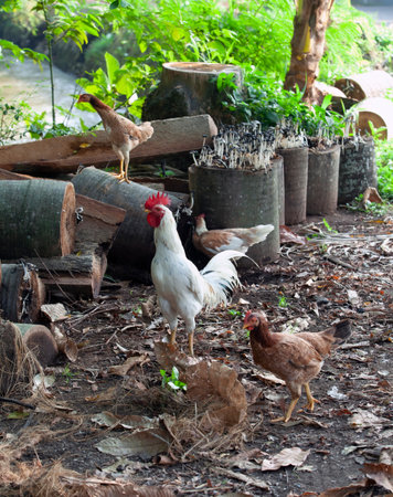 3 roosters and a hen looking for food on the side of the roadの写真素材