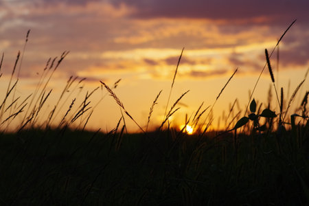A field of different grasses in front of a harmonious orange sunsetの写真素材