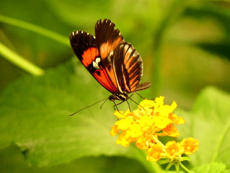 Red and black butterfly sitting on a flower in the middle of green leaves.