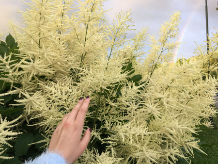 A female hand is touching goat's beard plant