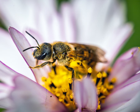 A macro shot of a bee on a flower outdoors during daylight