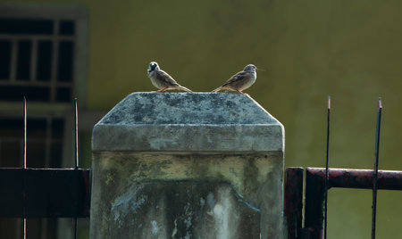 A closeup of two sparrow birds perched in a city during daylightの写真素材