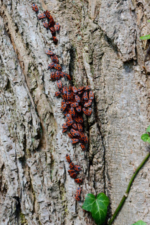 A loveliness of ladybugs on a bark of a treeの写真素材