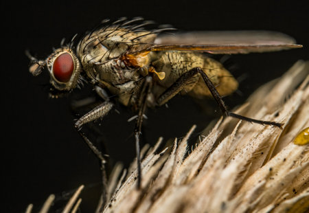 A macro shot of the details of a Diptera fly on a plant