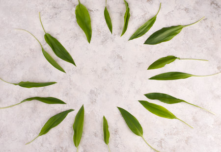 Fresh wild garlic leaves on a textured background, empty copy space for text, vegan food in...