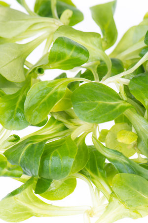 Fresh Lambs lettuce, empty copy space for text, green salad, vegan food, ingredientsの写真素材