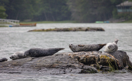 A cloudy misty summer afternoon on the harbor with seals hauling in Damariscotta Riverの写真素材
