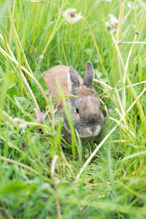 Rabbit is sitting in a meadow with cloverの写真素材