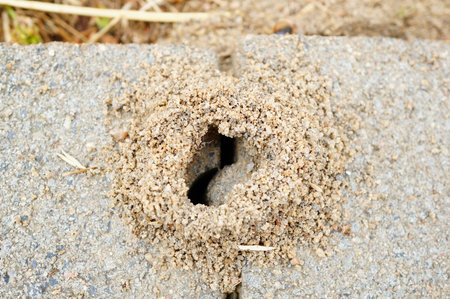 A top view of an anthill's entrance in the meadow