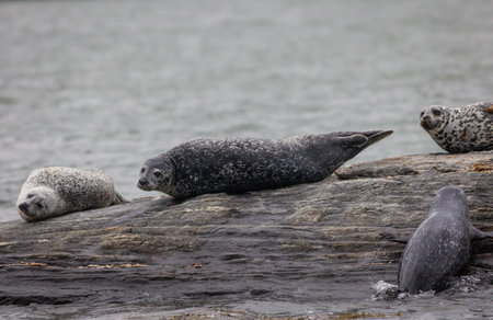 A cloudy misty summer afternoon on the harbor with seals hauling in Damariscotta Riverの写真素材