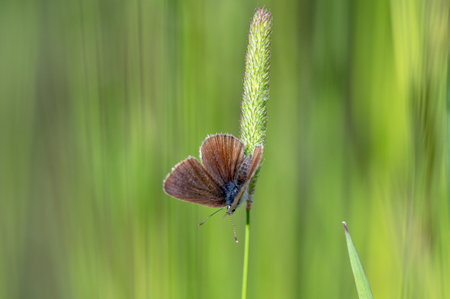 A selective focus shot of a common blue butterfly on a plant outdoors