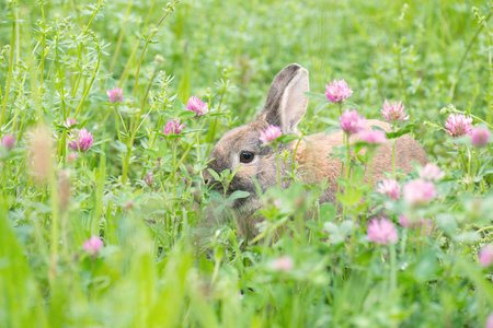 Rabbit is sitting in a meadowwith cloverの写真素材