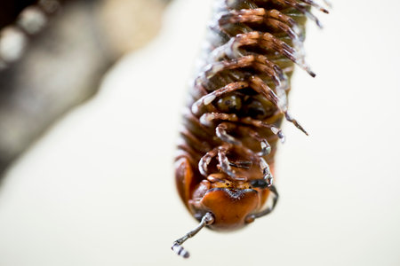 A macro shot of a big creepy brown Millipede in nature isolated on a green backgroundの写真素材