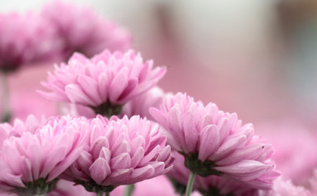 The pink flowers with the blurred background viewed from sideの写真素材