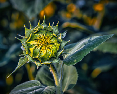 A selective focus shot of a sunflower bud outdoorsの写真素材