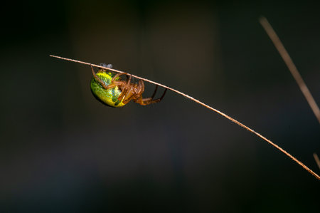 A macro shot of a small green spider on a plant outdoorsの写真素材