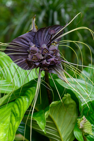 A vertical shot of a beautiful purple bat flower with big light green leavesの写真素材