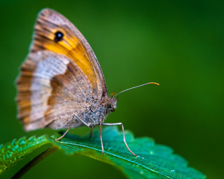 A macro shot of a small heath butterfly on a leaf outdoorsの写真素材