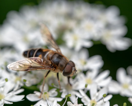 A macro shot of a bee on a flower outdoors during daylight