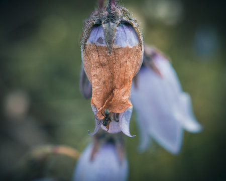 A macro shot of a small insect on a flower bud outdoorsの写真素材
