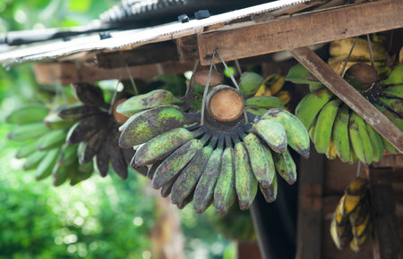bananas hanging at the roadside banana shopの写真素材
