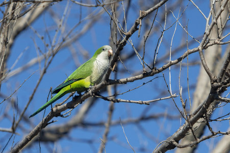 A closeup shot of a beautiful Monk Parakeet perched on the leafless tree twig on a sunny day