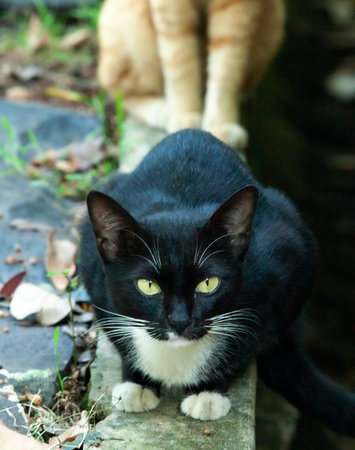 A vertical shot of a serious cat with green eyes outdoorsの写真素材