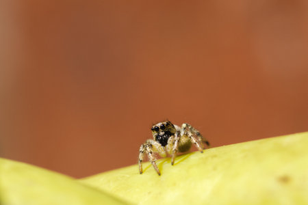 A closeup shot of a small spider standing on a yellow surfacの写真素材