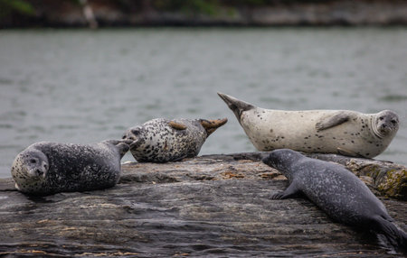 A cloudy misty summer afternoon on the harbor with seals hauling in Damariscotta Riverの写真素材