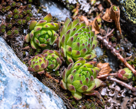 A closeup of planted houseleek plantsの写真素材