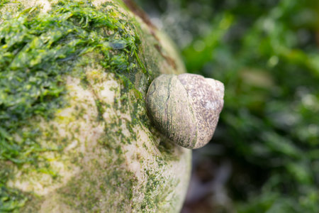 Beach of Etretat in the north of France, close up of plants and animals between the round stones, tourismの写真素材