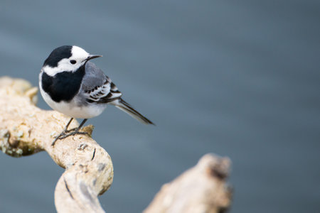Wagtail sitting on a branch over the water ofa pond, Haff Reimich in Luxembourの写真素材