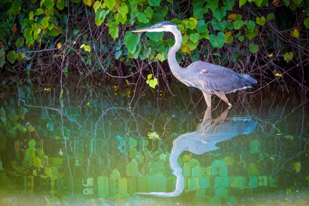 A shot of a heron standing in the water with leaves in the backgroundの写真素材